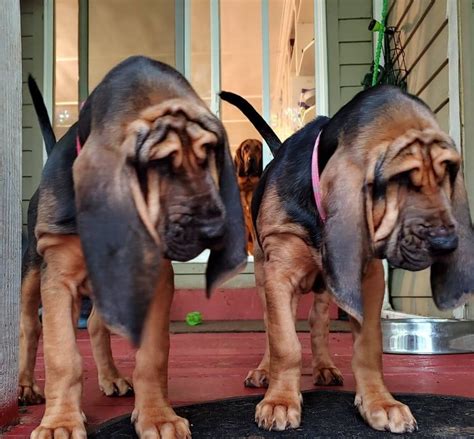 bloodhound puppies in north carolina|cute bloodhounds for sale nc.